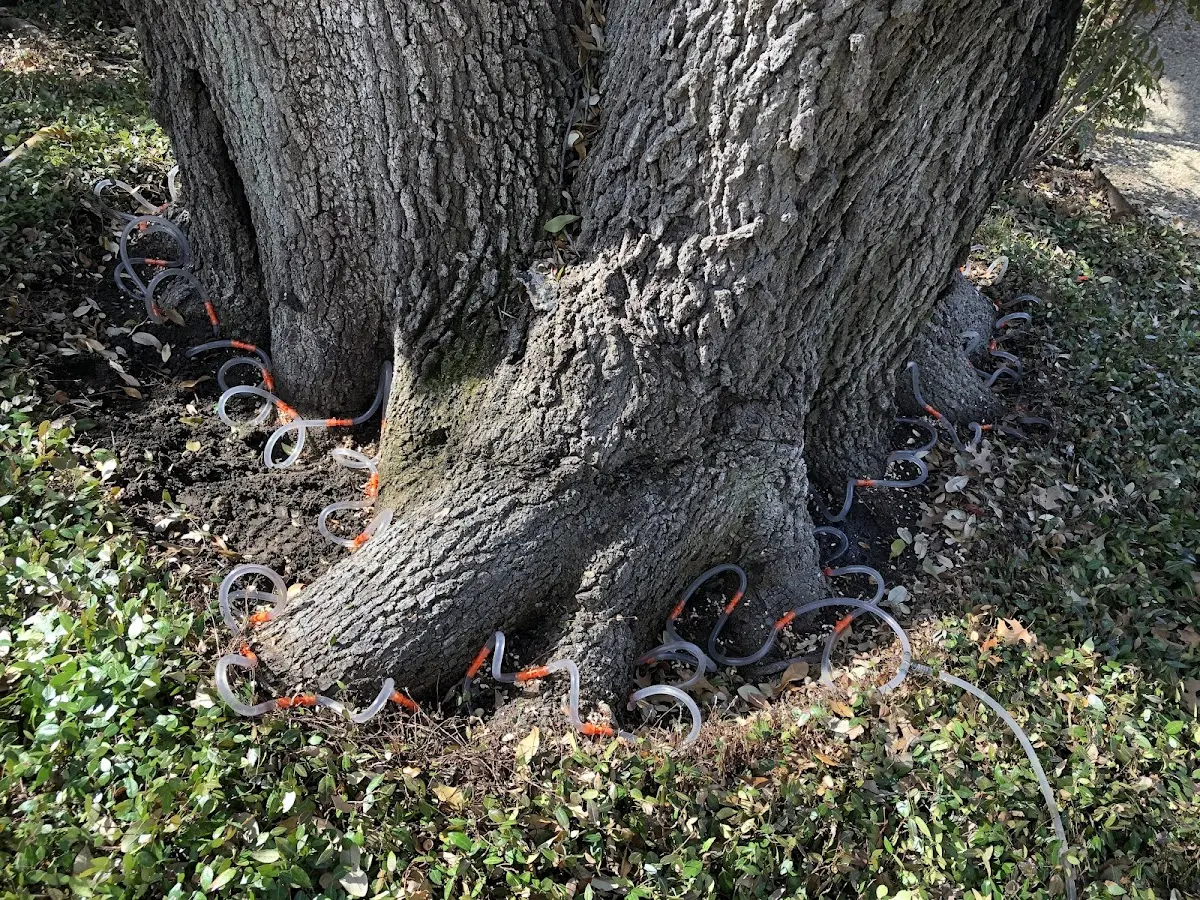 Detailed Tree Cabling and Bracing job site in New Sweden