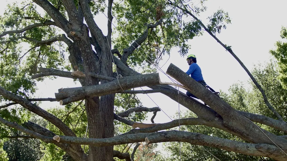 Professional Crown Thinning performed by certified arborists in New Sweden