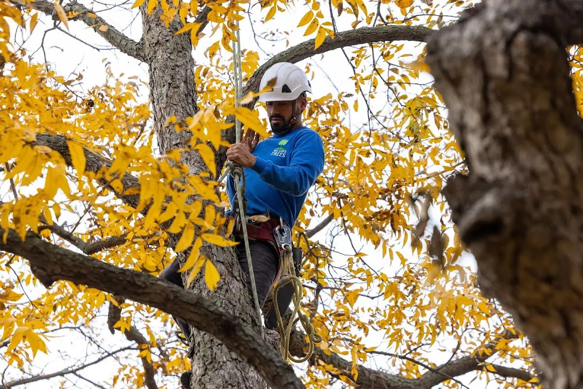 Skilled Storm Damage Cleanup crew working in New Sweden
